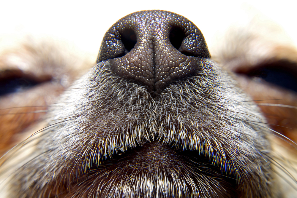 Depositphotos