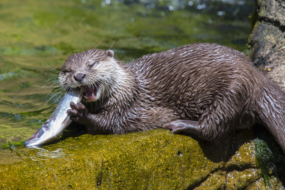 Depositphotos